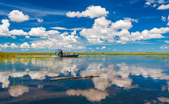 Florida Everglades airboat rides and alligators